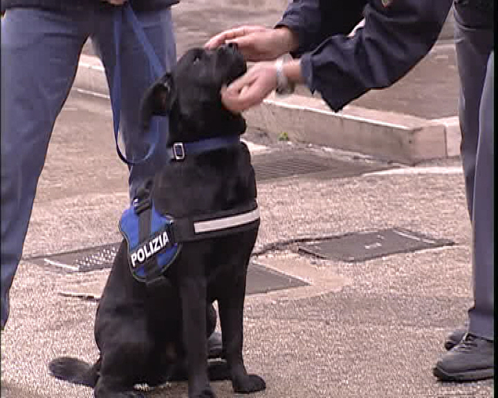 cane polizia