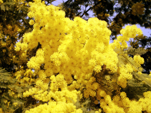 mimose-2