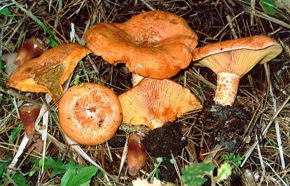 FUNGHI