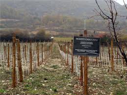 vigneto