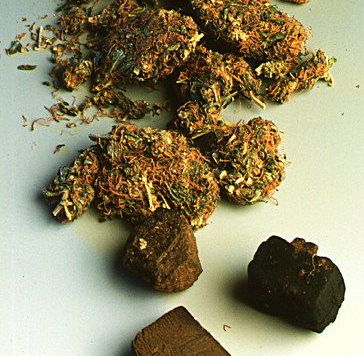 hashish e marijuana