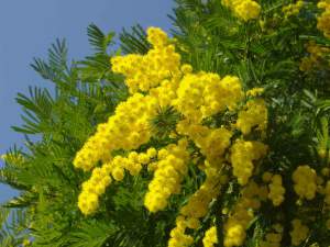 mimose