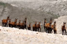 Camoscio appenninico