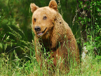 Orsa Gemma Villalago