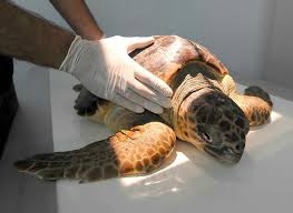 Caretta caretta