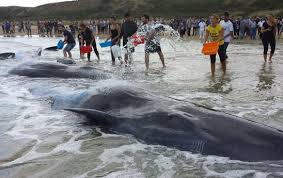 Capodogli spiaggiati