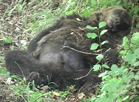orso morto
