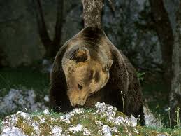 Orso