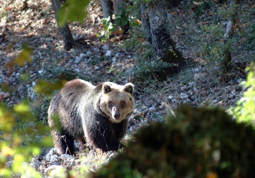 orso Parco-Nazionale-Majella