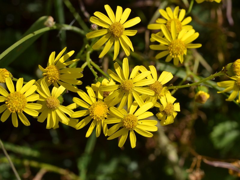 senecio