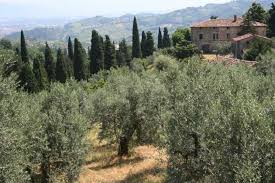 A uliveti