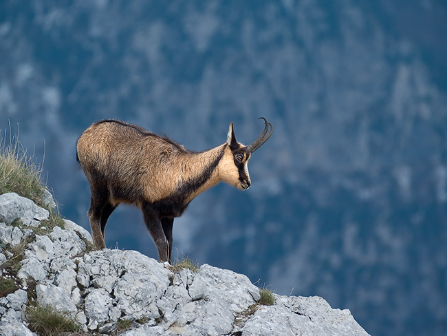 Camoscio dAbruzzo in inverno