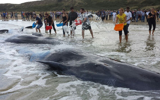 Capodogli spiaggiait a Vasto