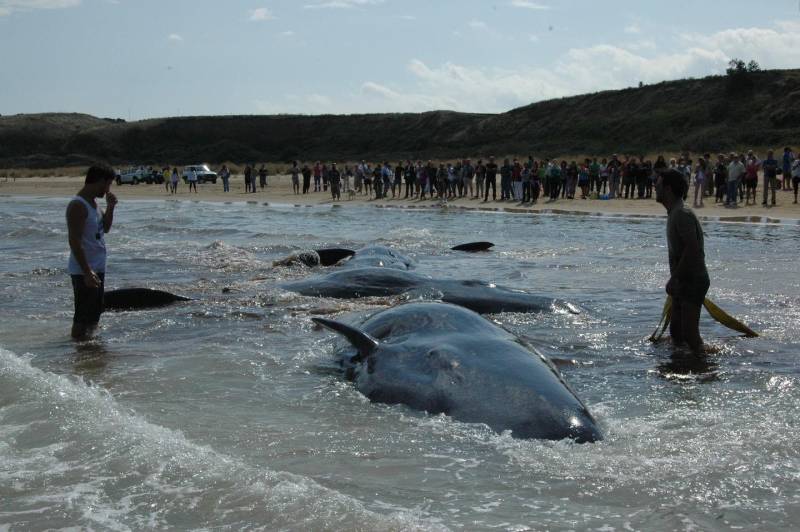 capodogli spiaggiati