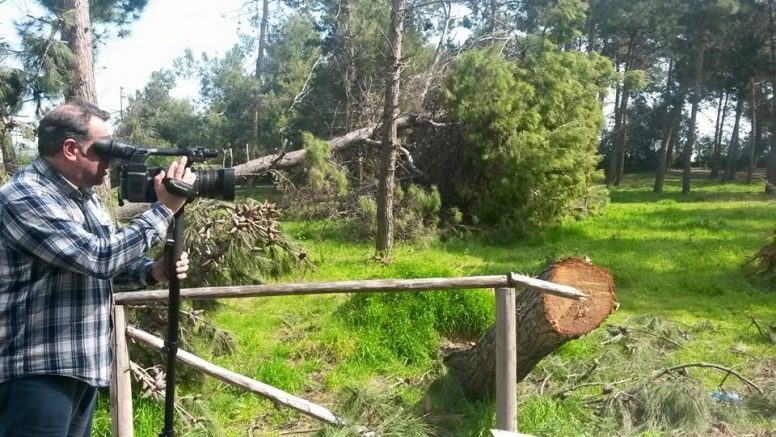 pineta montesilvano alberi