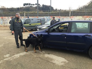 cane antidroga copia