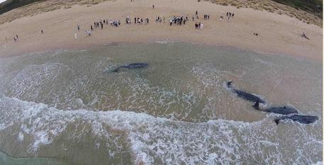 capodogli spiaggiati