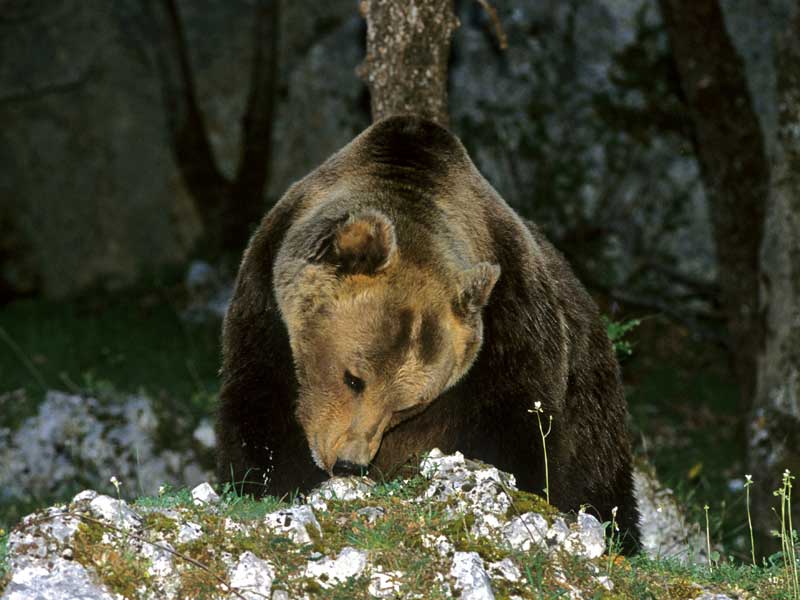 orso