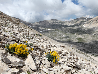 csm fiori piu belli 01 b4c4e39219