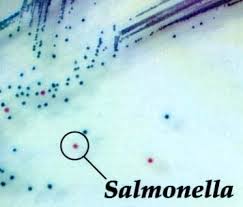 salmonella