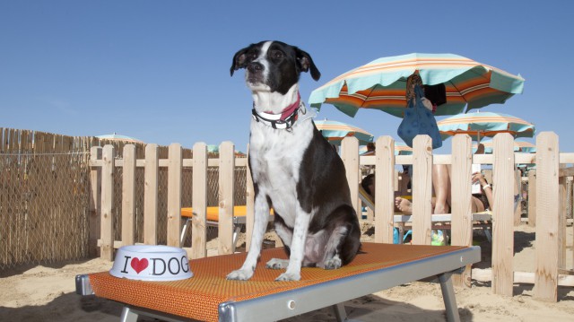 cane in spiaggia