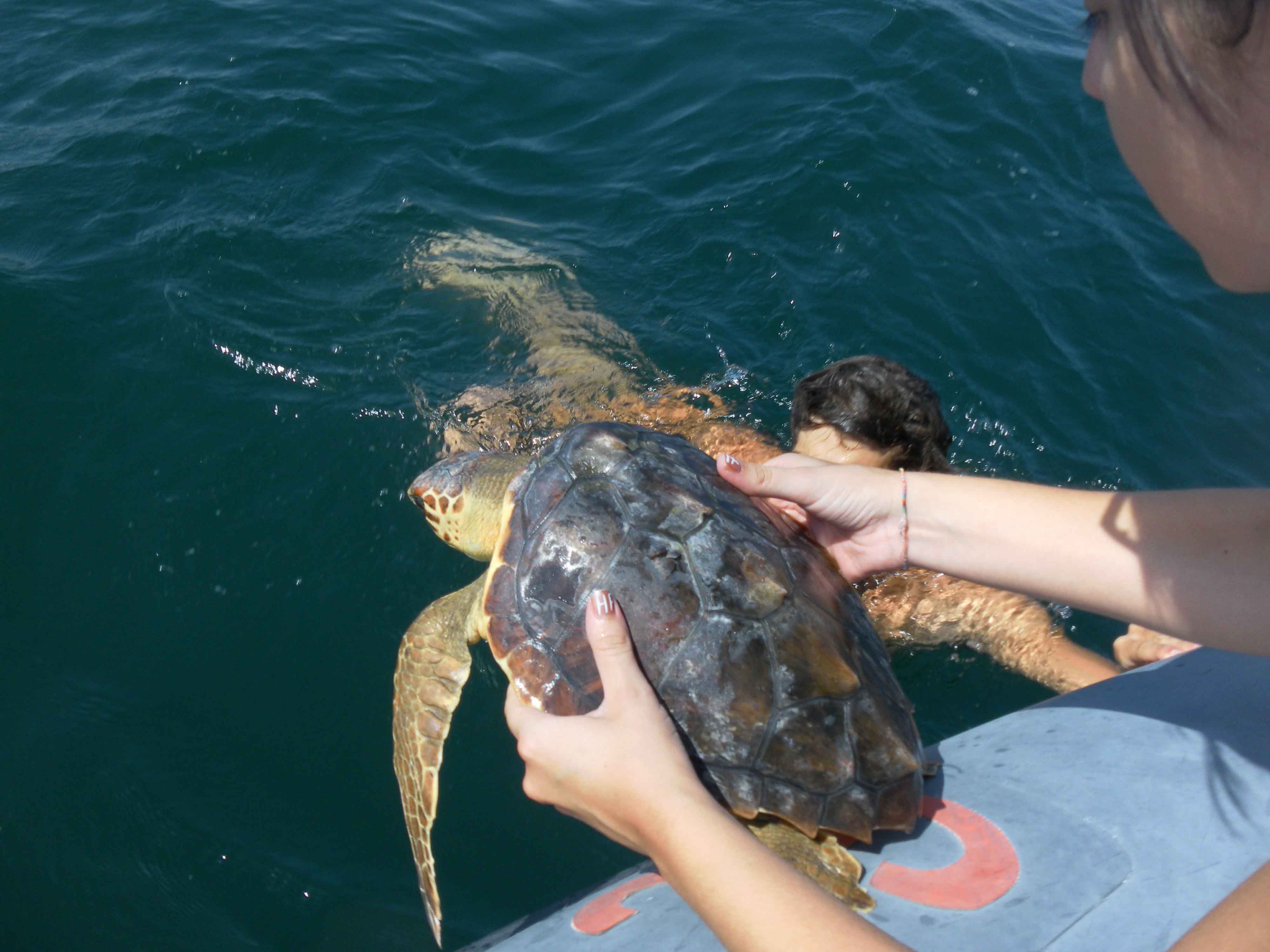 rilascio in mare tartarughe