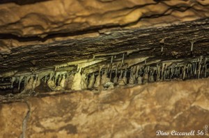 Grotta-della-lupa-di-Riparossa