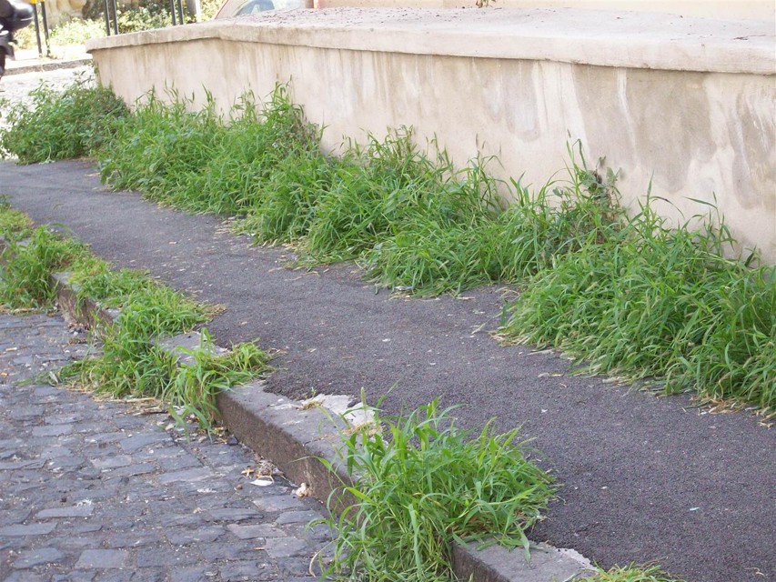 pescara- erbacce-degrado