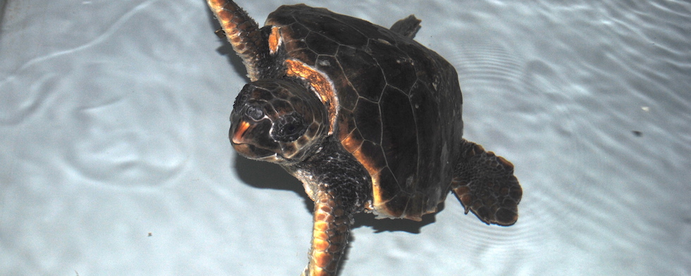 adotta-una-tartaruga