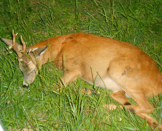 capriolo-morto