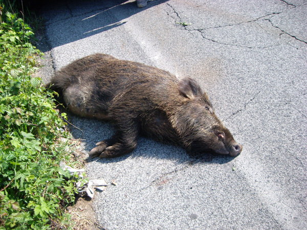 cinghiale-investito1