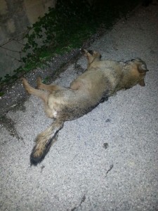 lupo ucciso 3
