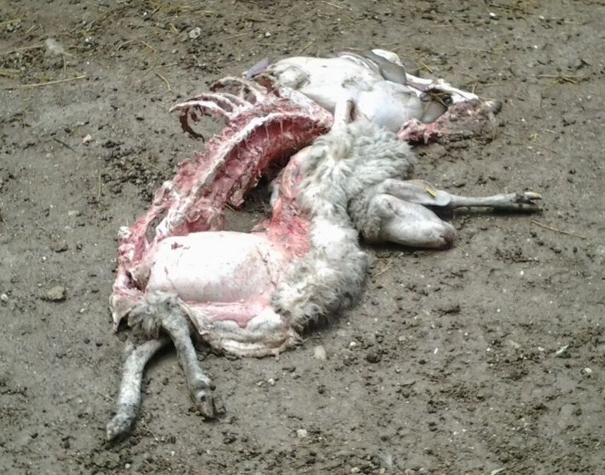 pecora uccisa