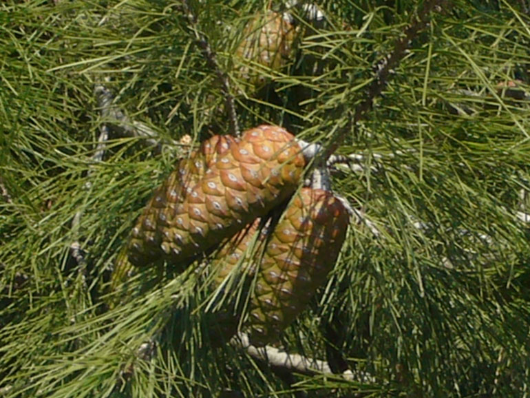 roseto-pino-crolla-sul-lungomare