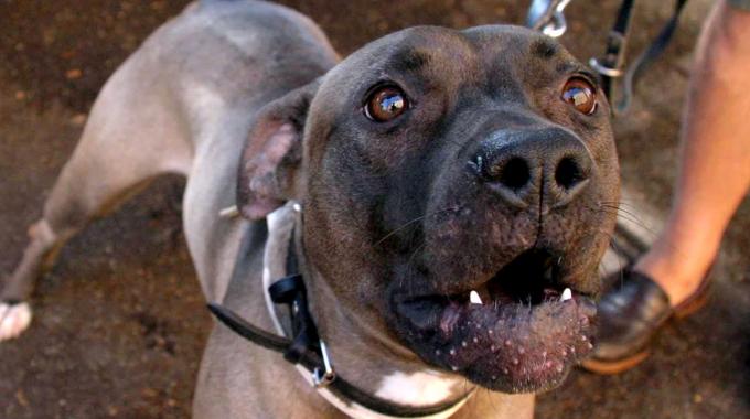 vasto-anziana-aggredita-da-pitbull-impazzito