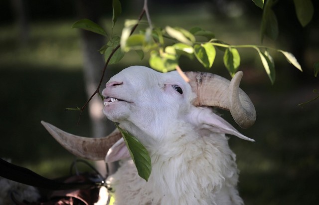 alba-fucens-turista-70enne-incornata-da-montone