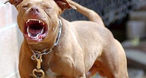 sulmona-aggredito-da-sei-cani