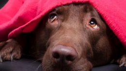 pescara-lav-botti-capodanno