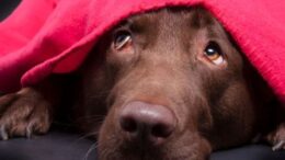 pescara-lav-botti-capodanno