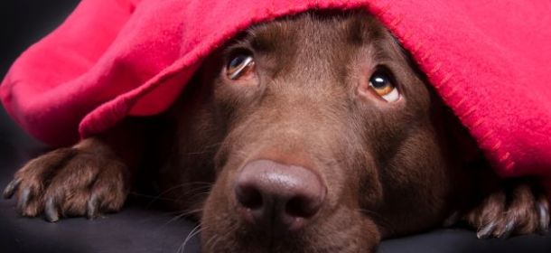 pescara-lav-botti-capodanno