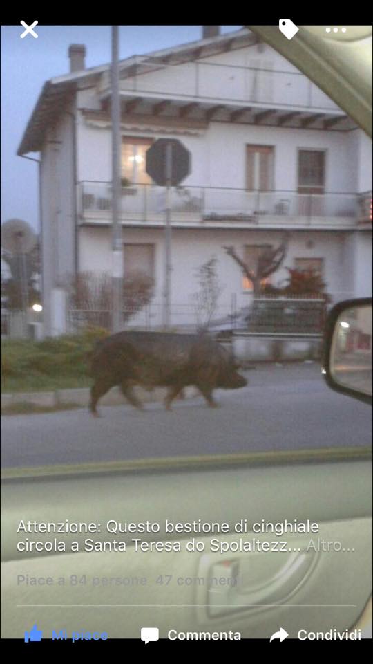 cinghiale-santateresa1