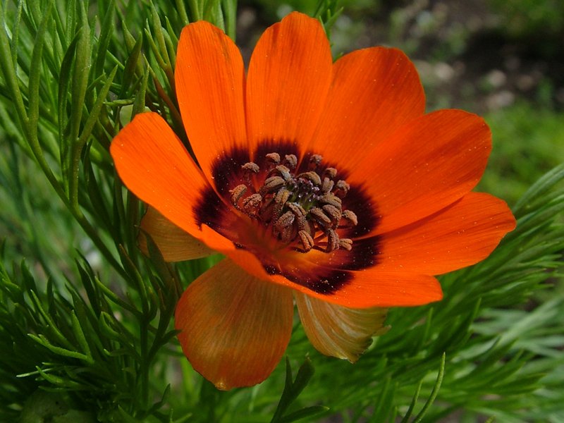 parco-gran-sasso-primato-europeo-per-numero-piante