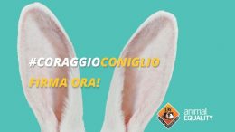 lav-campagna-coniglio