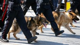 unità-cinofile-carabinieri