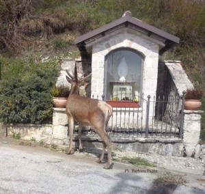 13118997_1716382888649237_8986121036070444615_n