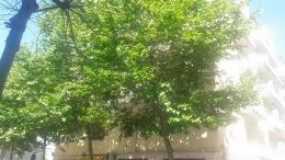 alberi-case-pescatori1