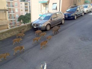 cinghiale2_ori_crop_MASTER__0x0-593x443