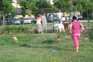 dog village 2