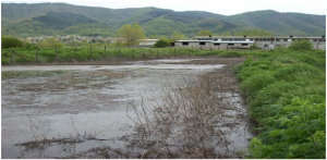 fiume inquinamenti maiali