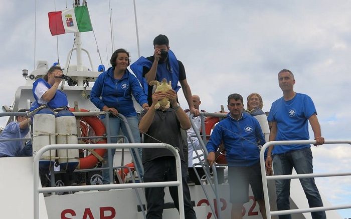 tartaruga-liberata-mare1